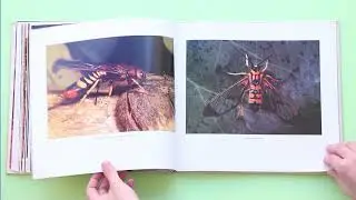 PATTERN IN NATURE - Marcus Schneck, Ortal Itah