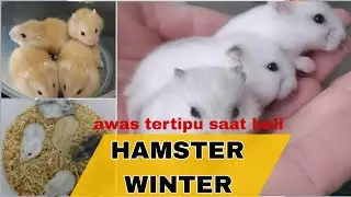 HAMSTER WINTER WHITE ( harga + jenis + warna)