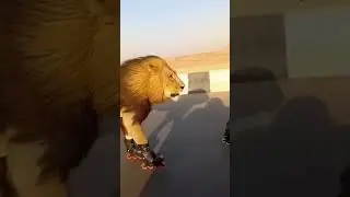 Animals on Roller Skates Gone Wild! 😱🔥 #lion #wildlife