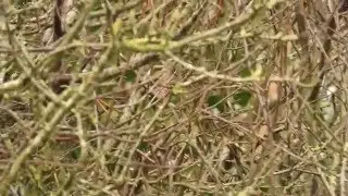 Pallas's Warbler at Portesham, Dorset, on 25th February 2016