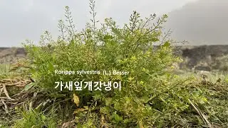 가새잎개갓냉이 Rorippa sylvestris 전초약재 생약명 한채寒菜 해열 진해 해독 이뇨 감기 기침 월경불순 피부지방분비선 야생화를 찾아서(632) 봉곡동 鳳谷洞