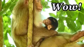 OMG! Monkey Rose Sitting Sleeping  On  Tree, Best Position For Baby Monkey REX Sucking Milk,REX H
