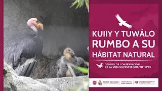 Kuiiy y Tuwalo Rumbo A Su Habitat Natural