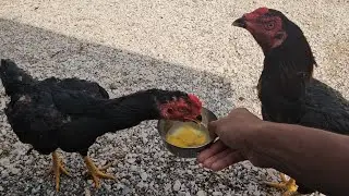 Giving roosters, dog,  raw eggs to eat! #pet #puppy #roosterfarm #bordercollie #dog 