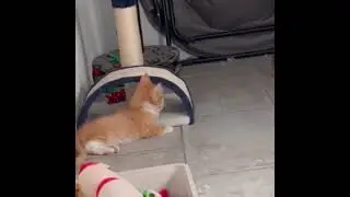 Fluffbutt