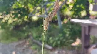 Sternorrhyncha | Summer World | Pure Nature