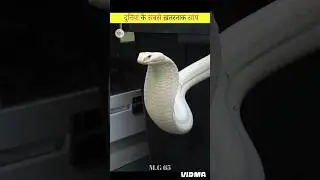 Most Interesting Snake in the world #shorts