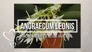 Angraecum leonis orchid in beautiful bloom. Basic care