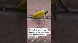 Giant metallic Silk Cotton tree Beetle in Jamaica