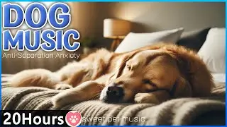 20시간 강아지가 좋아하는 음악🦮🎵강아지 수면음악🩷집에 혼자있는 강아지를 위한 분리불안 해소와 스트레스해소 음악, 강아지 편안한 휴식음악