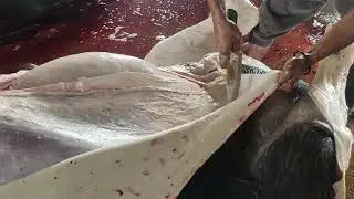 Meat Cutting Skills