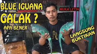 BLUE IGUANA GALAAK?. LANGSUNG KITA BUKTIKAN HANDLE IGUANA BLUE