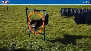 Pet Care : Dog Training Accessories For Your Dog || Dog Agility || #marshallspetzone