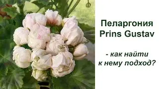 Пеларгония Принц Густав - как найти к нему подход?