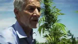 Prova il nostro THC legale. Olio, capsule e altro per migliorare la tua vita quotidiana.