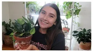 Scindapsus Treubii Moonlight Full Care Guide + Propagation
