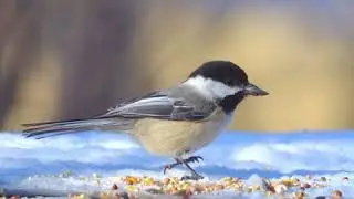 Birds of Saskatchewan