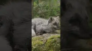 Mind Blowing Animal Adaptations!