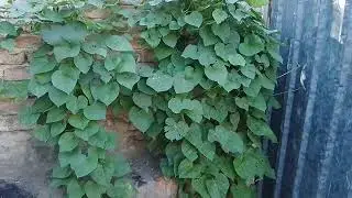 My Creepers and Climbers day by day / Day 5 - Sunny - Hot