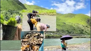 Traditional Rice Planting in Paddy Fields |Tangkhul Naga family| lui kasom June 2025 |Day-3|❤️