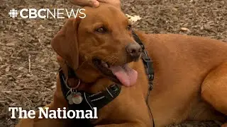 Vet bills on the rise as ownership landscape changes