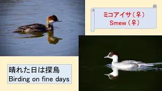「ミコアイサ」（♀）　クリークで冬を過ごす　&ldquo;Smew&rdquo; (Mergellus albellus) (♀) spends a winter in a creek
