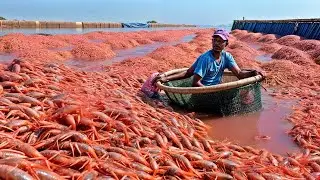 How Millions of Shrimps Are Harvested and Processed | Shrimp Farming & Production Process