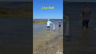 Catching finger mullet with a cast net. I try to always catch my own bait #castnet  #fishingtip