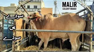 Malir Mandi Sauday Hi Sauday | 29 April 2025 | Infotainment