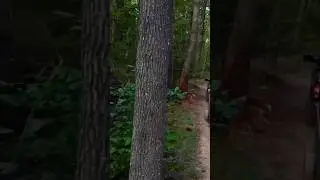 DRONE CRASH INTO A TREE #shorts