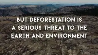 Our Forests | Deforestation Awareness Video