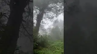 Mushkpuri Top in Clouds  | Safarnama Ventures Trip Highlights #mushkpuritop #travel #shorts #viral