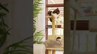 Stop Your Cats from Scratching Furniture: How to prevent