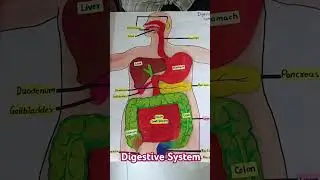 B.Ed 3rd Sem Biology TLM (Digestive System) #tlm #tlmideas #tlms #havefunteaching #microteaching