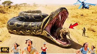Brave Heroes Rush to Save Exhausted Elephant Calf from 50ft Python