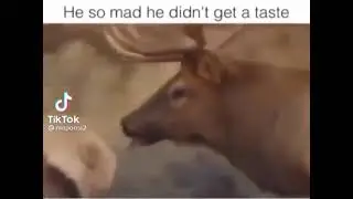 DEER CRYING HE DIDN'T GET TO LICK MATE'S BACK | Sweedy Ice