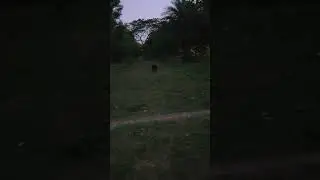 Working Line German Shepherd in India | Working Line GSD | DDR &times; Czech GSD playing