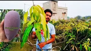 King of chakapat mango / bn7 Mango / Austin mango / white dokmai mango / mirpur paikar / Jhilik Nur