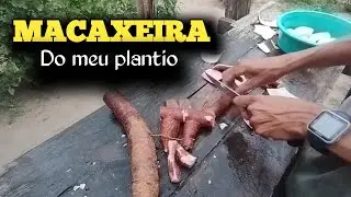 Preparei MACAXEIRA cozida do MEU PLANTIO