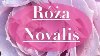 R&oacute;ża NOVALIS - najbardziej niebieska?