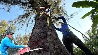 Cưa Cây Dương To, Ngay Dây Điện, Cứng Như Đá, Ở Kiên Lương, Cưa Kỹ Thuật,341