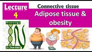 Adipose tissue and obesity