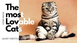 Top 10 The most lovable Cats (friends with Mouse) They love owners