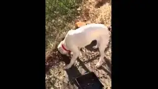 Another dog rescued out of a bad situation%21