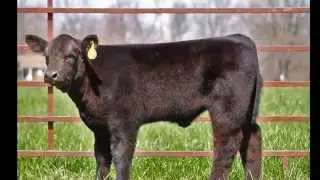 HFSC Tag 23   Monopoly Monopoly Clone Bull