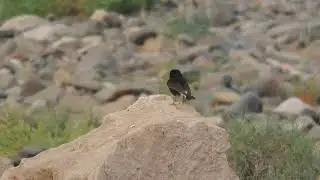 Black Wheatear, Imider, Morocco, 20/5/22