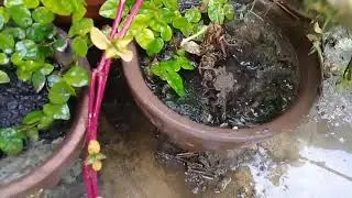 Deweeding Tips : Easy ways to remove weeds from the Pots