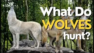 What Do Wolves Hunt? Discover the Prey and Hunting Strategies of Wolves