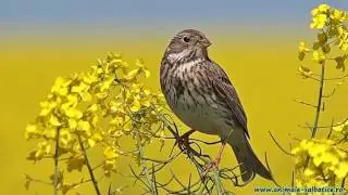 Corn Bunting singing / Presura sura cantand