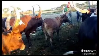 ng'ombe za KWENJIWA
